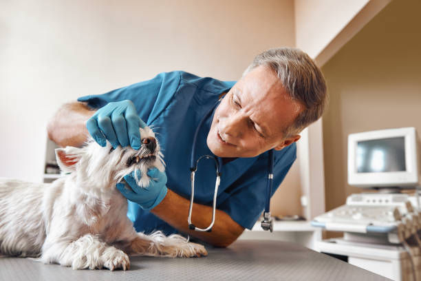 Best After-Hours Dental Trauma Care in Ethete, WY